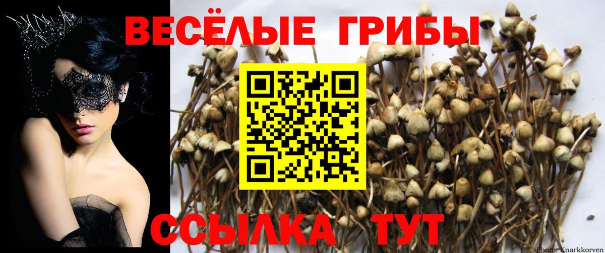 Псилоцибиновые грибы GOLDEN TEACHER  Галлюциногенные грибы GOLDEN TEACHER  цена   Вход с VPN  Павловский Посад 